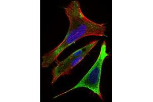 Immunofluorescence (IF) image for anti-Ring Finger Protein 1 (RING1) (AA 79-263) antibody (ABIN1724897)