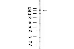anti-G Protein-Coupled Receptor 158 (GPR158) (N-Term) antibody