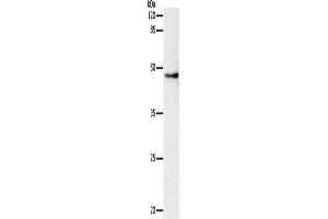 Western Blotting (WB) image for anti-Dopamine Receptor D1 (DRD1) antibody (ABIN2431237) (Dopamine Receptor d1 抗体)