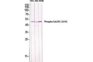 Western Blot (WB) analysis of specific cells using Phospho-Cdc25C (S216) Polyclonal Antibody. (CDC25C 抗体  (pSer216))