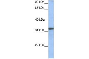 WB Suggested Anti-ETFA Antibody Titration: 0. (ETFA 抗体  (Middle Region))