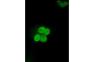 Anti-ID3 mouse monoclonal antibody (ABIN2453156) immunofluorescent staining of COS7 cells transiently transfected by pCMV6-ENTRY ID3 (RC200583). (ID3 抗体)