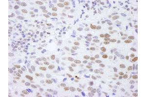 Immunohistochemistry (IHC) image for anti-Histone H4 (HISTH4) (C-Term) antibody (ABIN7448595) (Histone H4 抗体  (C-Term))
