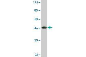 Western Blot detection against Immunogen (48. (COPS8 抗体  (AA 1-209))