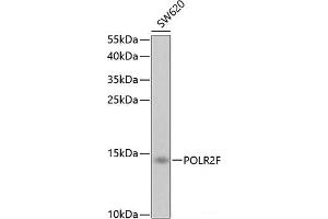 Western blot analysis of extracts of SW620 cells using POLR2F Polyclonal Antibody at dilution of 1:1000. (POLR2F 抗体)