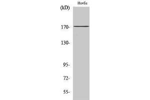 Western Blotting (WB) image for anti-Collagen, Type XI, alpha 2 (COL11A2) (C-Term) antibody (ABIN3183997)