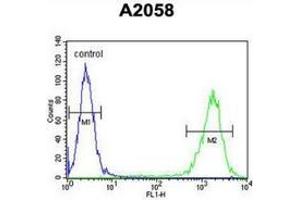 Flow cytometric analysis of A2058 cells (right histogram) compared to a negative control cell (left histogram) using Parathymosin / PTMS  Antibody (C-term), followed by FITC-conjugated goat-anti-rabbit secondary antibodies. (Parathymosin 抗体  (C-Term))