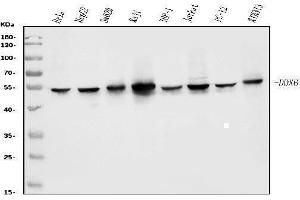 Western blot analysis of DDX6 using anti-DDX6 antibody (ABIN7602043).