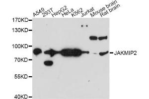 Western blot analysis of extracts of various cell lines, using JAKMIP2 antibody. (JAKMIP2 抗体)