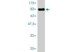 Western Blot detection against Immunogen (81. (HCK 抗体  (AA 1-505))