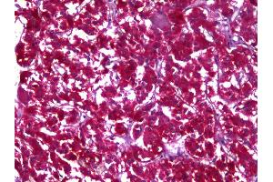 Anti-MDH1 antibody IHC of human adrenal. (MDH1 抗体)