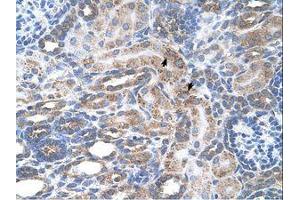Image no. 1 for anti-Solute Carrier Family 29 (Nucleoside Transporters), Member 2 (SLC29A2) (AA 51-100) antibody (ABIN320827)