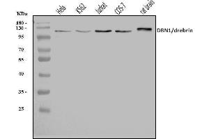 Western blot analysis of Drebrin/DBN1 using anti-Drebrin/DBN1 antibody (ABIN7602638).