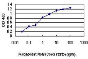 Detection limit for recombinant GST tagged KSR2 is approximately 0. (KSR2 抗体  (AA 411-500))