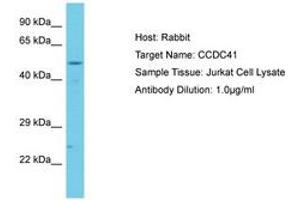 CCDC41 抗体  (AA 515-564)