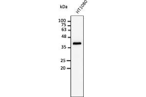 Western Blotting (WB) image for anti-Glyceraldehyde-3-Phosphate Dehydrogenase (GAPDH) (C-Term) antibody (ABIN1440015) (GAPDH 抗体  (C-Term))