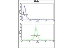 Flow cytometry analysis of Hela cells using KIF11 Antibody (N-term) Cat.