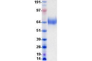 Validation with Western Blot (TRKB Protein (DYKDDDDK-His Tag))