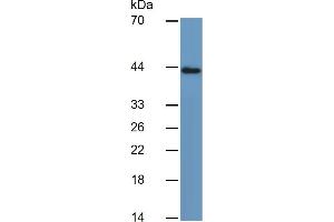 Mouse Capture antibody from the kit in WB with Positive Control: Human Stomach lysate. (Pepsinogen A ELISA 试剂盒)