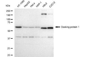 Western blotting analysis using Docking protein 1 antibody (ABIN7798379).