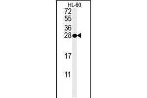 Western blot analysis in HL-60 cell line lysates (35ug/lane). (PSME1 抗体  (C-Term))