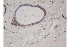 Image no. 1 for anti-Splicing Factor 3a, Subunit 1 (SF3A1) (AA 249-568) antibody (ABIN1491270) (SF3A1 抗体  (AA 249-568))