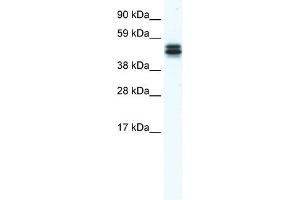 Western Blot showing E130307M08RIK antibody used at a concentration of 1-2 ug/ml to detect its target protein. (MPND 抗体  (Middle Region))