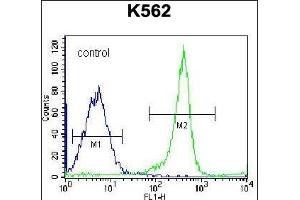 EIF3CL Antibody (N-term) (ABIN656540 and ABIN2845804) flow cytometric analysis of K562 cells (right histogram) compared to a negative control cell (left histogram). (EIF3CL 抗体  (N-Term))