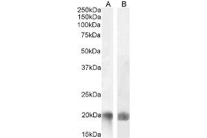 Western Blotting (WB) image for anti-Tumor Necrosis Factor (Ligand) Superfamily, Member 14 (TNFSF14) (Internal Region) antibody (ABIN571046)
