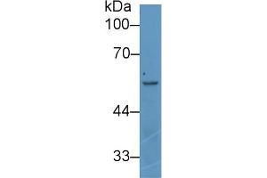 Detection of ANGPT2 in Human K562 cell lysate using Polyclonal Antibody to Angiopoietin 2 (ANGPT2) (Angiopoietin 2 抗体  (AA 352-477))