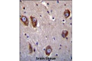BAI1 antibody immunohistochemistry analysis in formalin fixed and paraffin embedded human brain tissue followed by peroxidase conjugation of the secondary antibody and DAB staining. (BAI1 抗体  (C-Term))