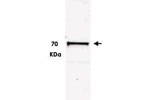 Western blot using Ubash3b polyclonal antibody  shows detection of a band ~70 kDa correspondingto mouse Ubash3b. (UBASH3B 抗体  (C-Term))