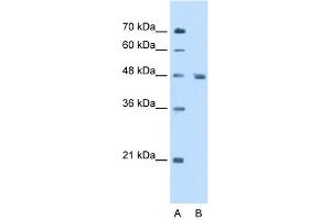 WB Suggested Anti-ENO3 Antibody Titration:  5. (ENO3 抗体  (N-Term))