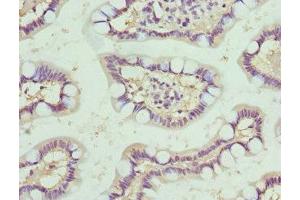 Immunohistochemistry of paraffin-embedded human small intestine tissue using ABIN7161336 at dilution of 1:100 (Neuromedin U 抗体  (AA 35-174))