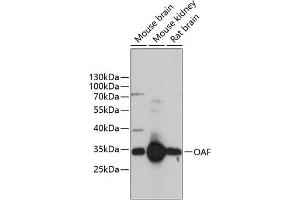 Western blot analysis of extracts of various cell lines, using OAF antibody (ABIN6133284, ABIN6144981, ABIN6144982 and ABIN6217112) at 1:3000 dilution. (OAF 抗体  (AA 28-150))