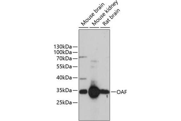 OAF 抗体  (AA 28-150)