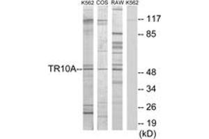 Western blot analysis of extracts from K562 cells/COS7 cells/RAW264. (DR4 抗体  (AA 401-450))