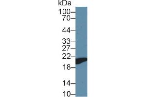 Western Blot; Sample: Mouse Heart lysate; ;Primary Ab: 1µg/ml Rabbit Anti-Mouse CYPB Antibody;Second Ab: 0. (PPIB 抗体  (AA 34-216))