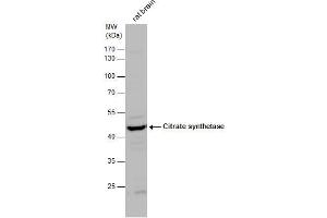 WB Image Citrate synthetase antibody detects Citrate synthetase protein by western blot analysis. (CS 抗体)