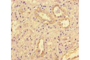 Immunohistochemistry of paraffin-embedded human kidney tissue using ABIN7171500 at dilution of 1:100