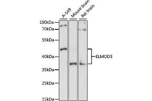 Western blot analysis of extracts of various cell lines, using ELMOD3 antibody (ABIN7266922) at 1:1000 dilution. (ELMOD3 抗体  (AA 290-381))