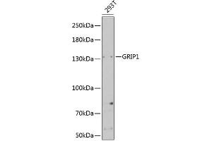 Western blot analysis of extracts of 293T cells, using GRIP1 Antibody (ABIN6127965, ABIN6141410, ABIN6141411 and ABIN6221419) at 1:1000 dilution. (GRIP1 抗体  (AA 1-190))