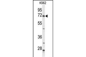 Western blot analysis of ACSS2 Antibody (N-term) (ABIN653559 and ABIN2842938) in K562 cell line lysates (35 μg/lane). (ACSS2 抗体  (N-Term))