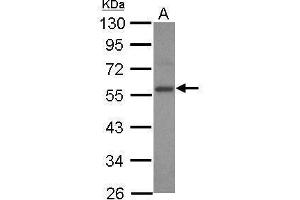 WB Image Sample (30 ug of whole cell lysate) A: 293T 10% SDS PAGE antibody diluted at 1:1000 (E2F3 抗体)