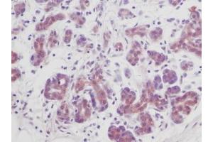 Image no. 3 for anti-Transforming Growth Factor, beta 1 (TGFB1) antibody (ABIN465317) (TGFB1 抗体)