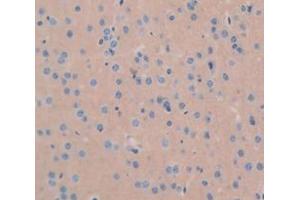 IHC-P analysis of Mouse Tissue, with DAB staining. (GDF1 抗体  (AA 230-357))