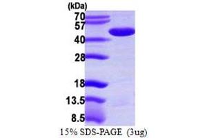 SDS-PAGE (SDS) image for Protein Phosphatase Methylesterase 1 (PPME1) (AA 1-386) protein (His tag) (ABIN667510) (PPME1 Protein (AA 1-386) (His tag))