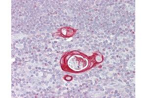 Anti-FAIM / FAIM1 antibody IHC of human thymus. (FAIM 抗体  (AA 35-84))