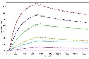 HSPA5 Recombinant Monoclonal Antibody  captured on Protein A Chip can bind Human HSPA5 with an affinity constant of 16.