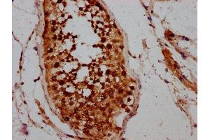 IHC image of ABIN7146463 diluted at 1:200 and staining in paraffin-embedded human testis tissue performed on a Leica BondTM system. (Calicin 抗体  (AA 240-351))
